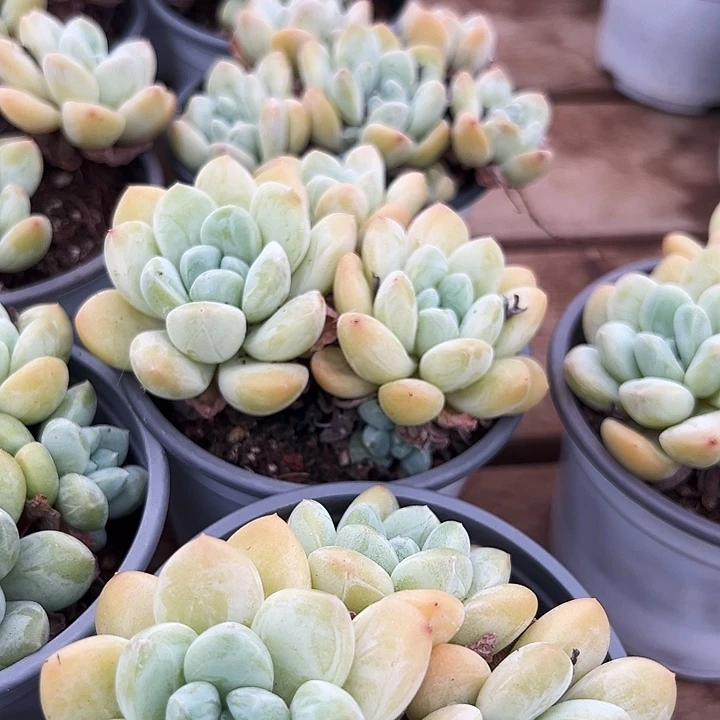 双头    奶油美人