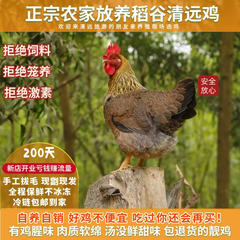 清远鸡农家山林放养五谷杂粮稻谷鸡200天手工拔毛现劏现发