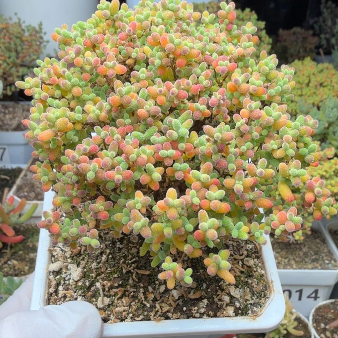 A157蜜橘糖球半价福利