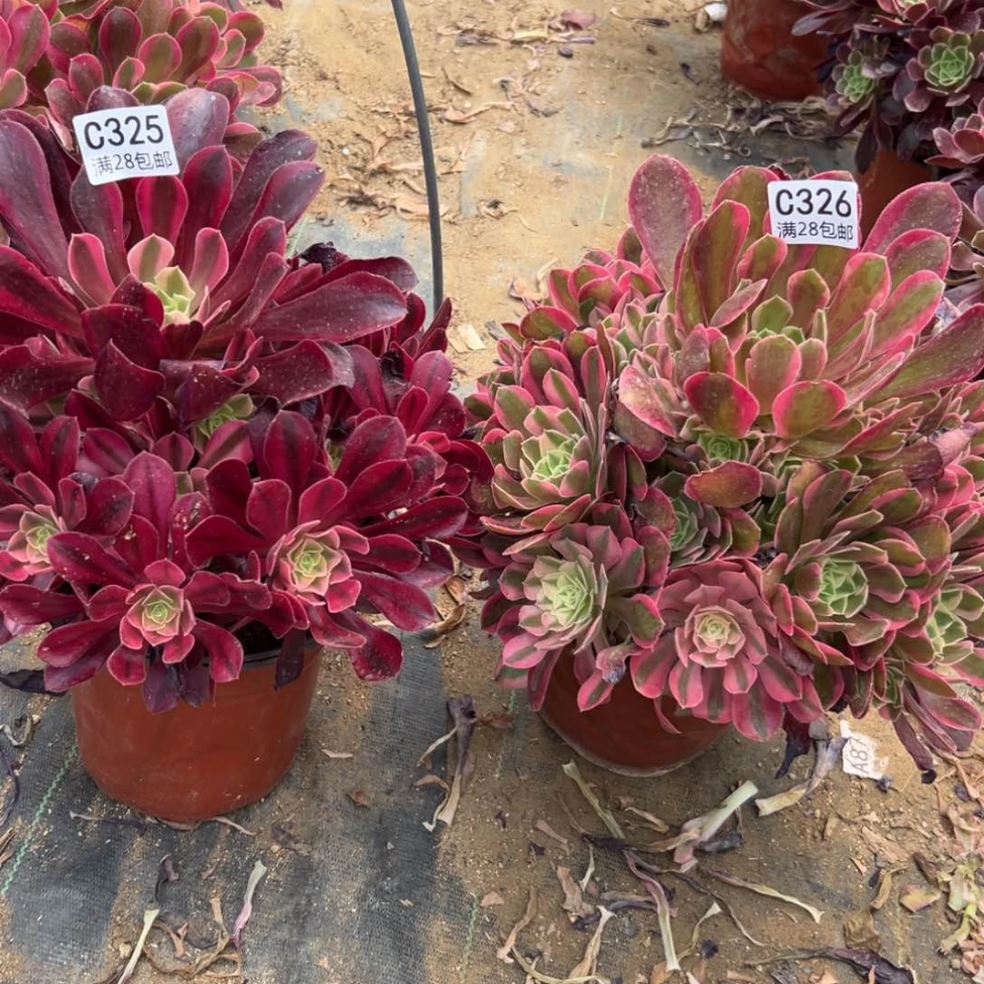 326+325多肉   2颗
