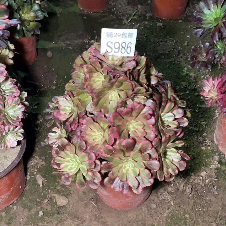 浮***声986维纳斯多肉植物