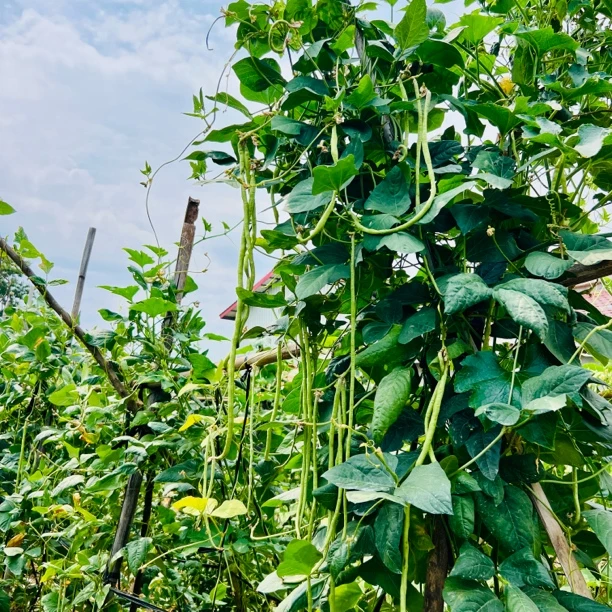 四川现摘高山嫩豇豆新鲜豆角顺丰发货