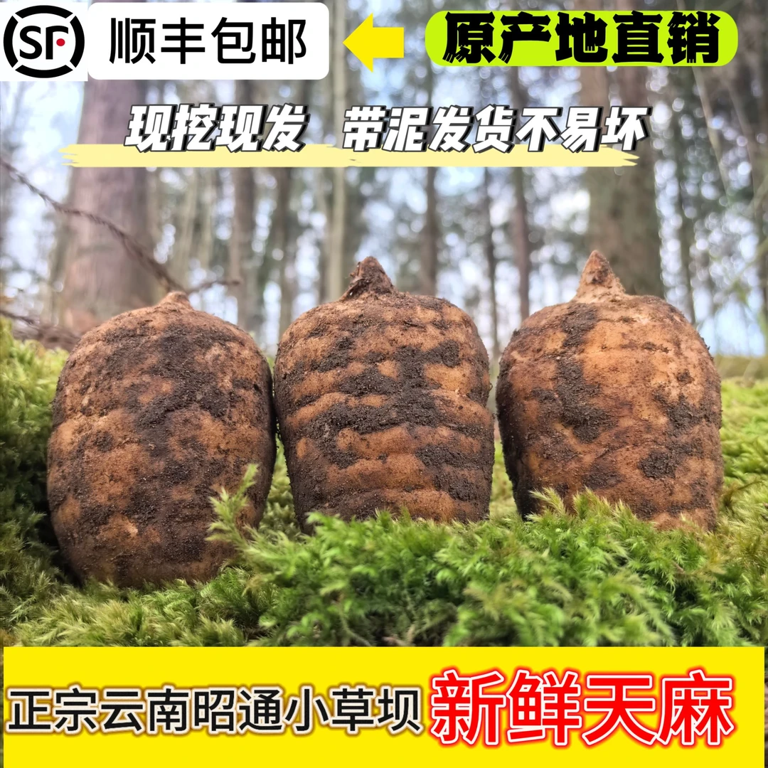 云南昭通小草坝新鲜天麻正宗高山乌天麻三年生长老天麻仿野生种植