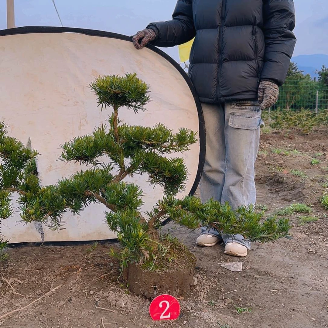 罗汉松英**梦罗汉松盆景