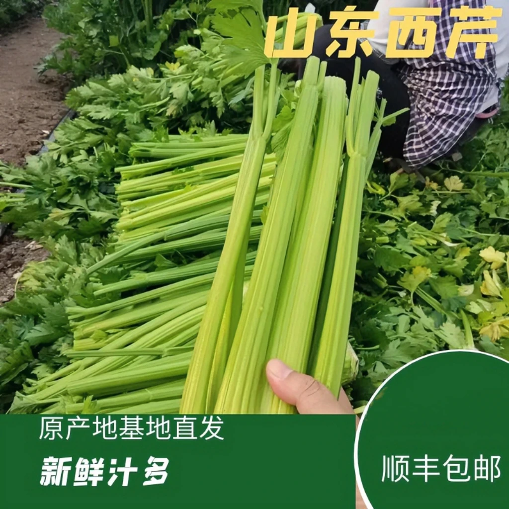 西芹榨汁新鲜原产地直发汁多蔬菜西芹去叶现挖现发顺丰包邮