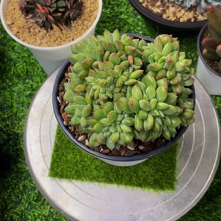 绿橙缀化哦哦哦哦哦哦哦