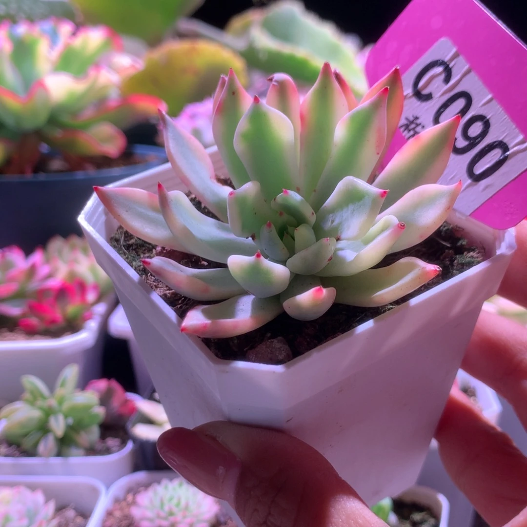 粉爪覆轮锦有根有