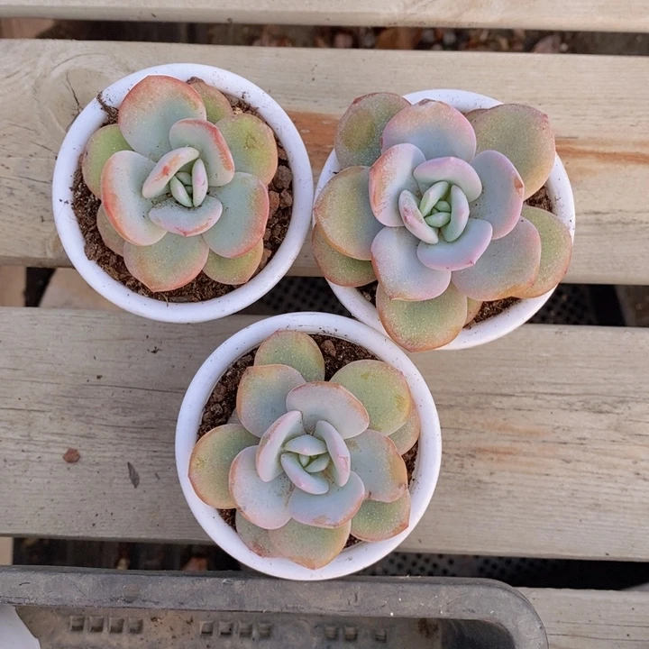 韩版奶茶3颗660号