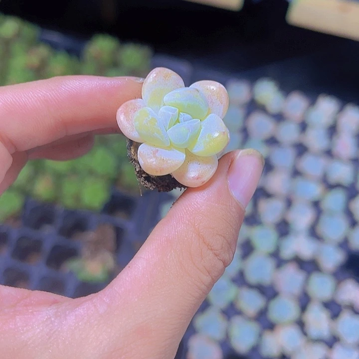 精品冰玉多肉植物