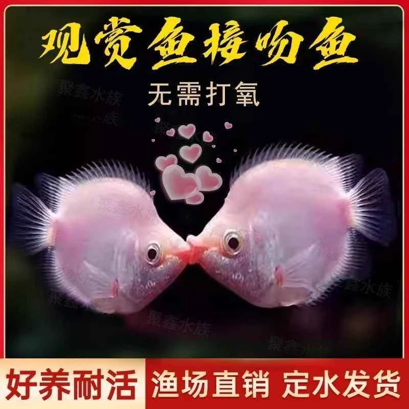 【活鱼】接吻鱼小型热带观赏鱼亲嘴鱼新手好养活体淡水鱼不打氧