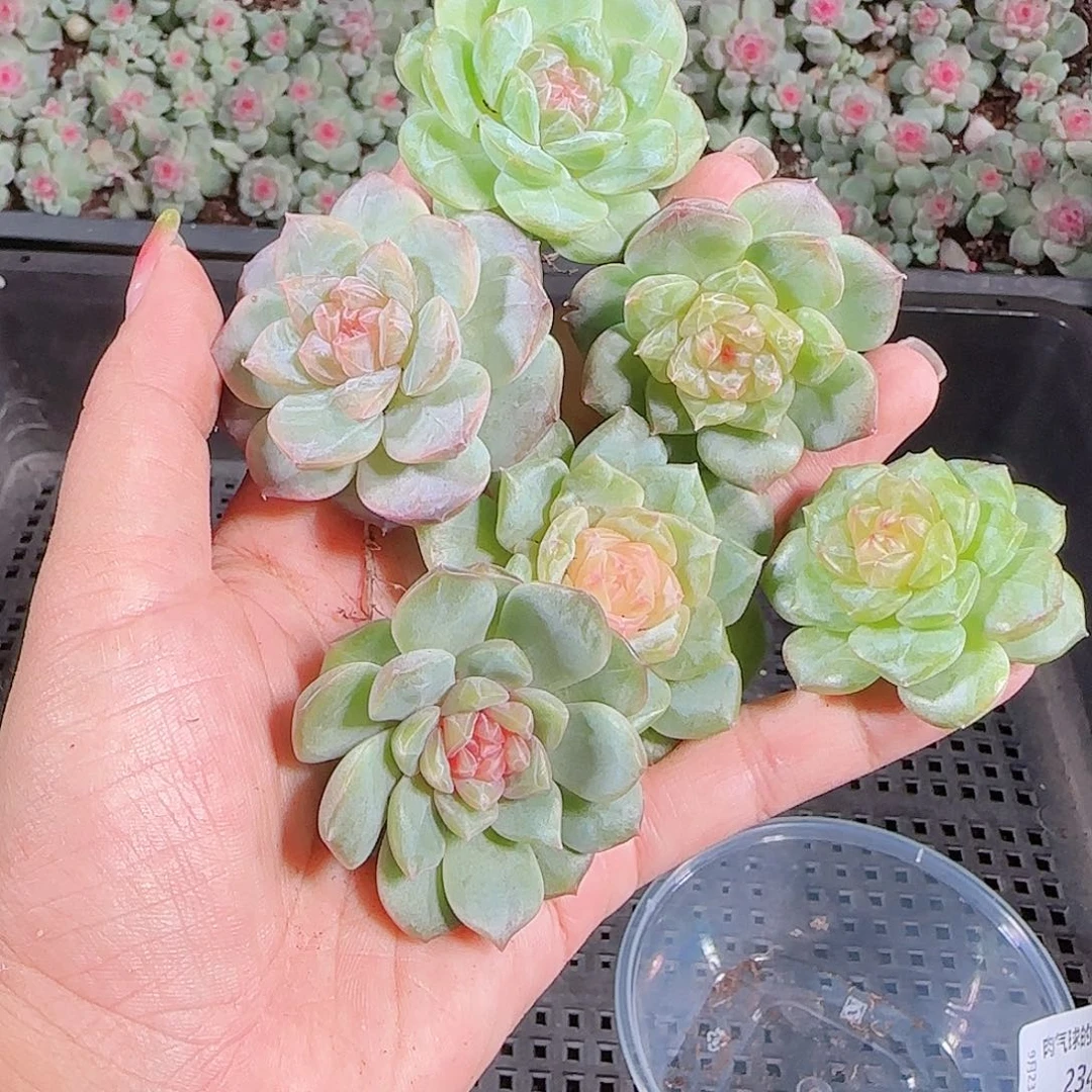 0923---234糖心珍妮