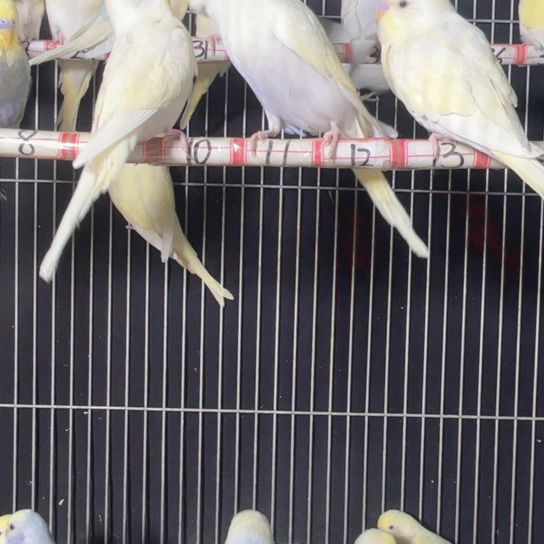 星***辰虎皮鹦鹉我们的生活方式是