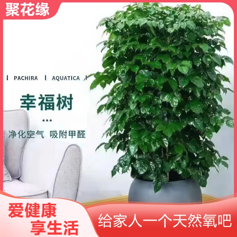 幸福树盆栽客厅花卉绿植室内办公室植物落地大型绿宝树老桩平安树