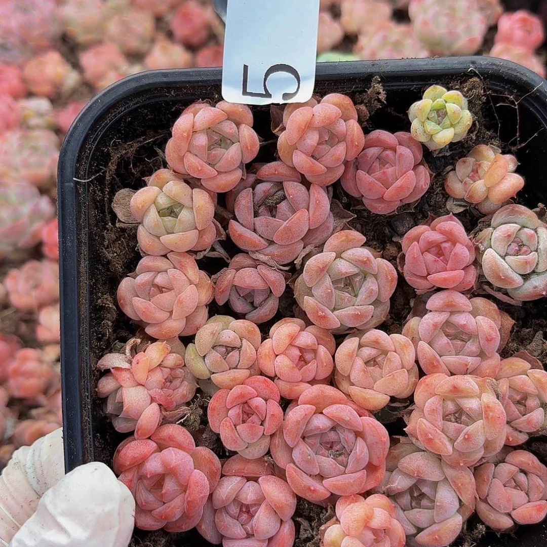 多肉植物多肉植物5