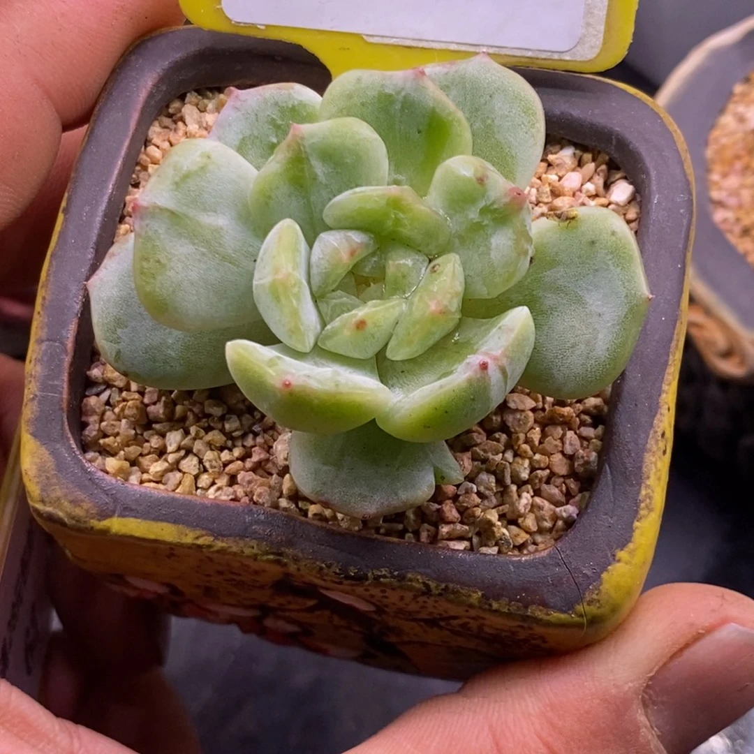 562白恋石化拉丝锦