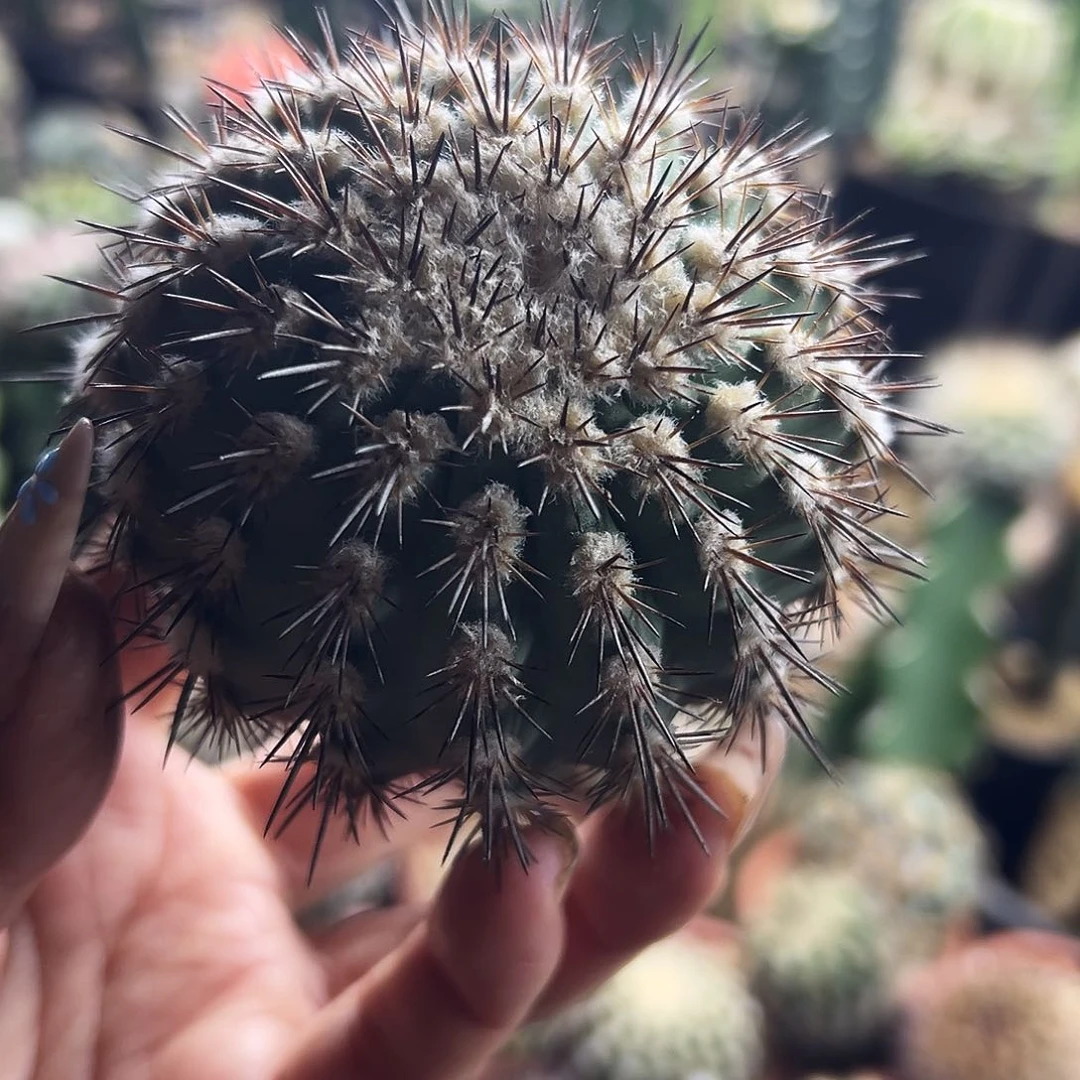 花伦王子仙人球11111111