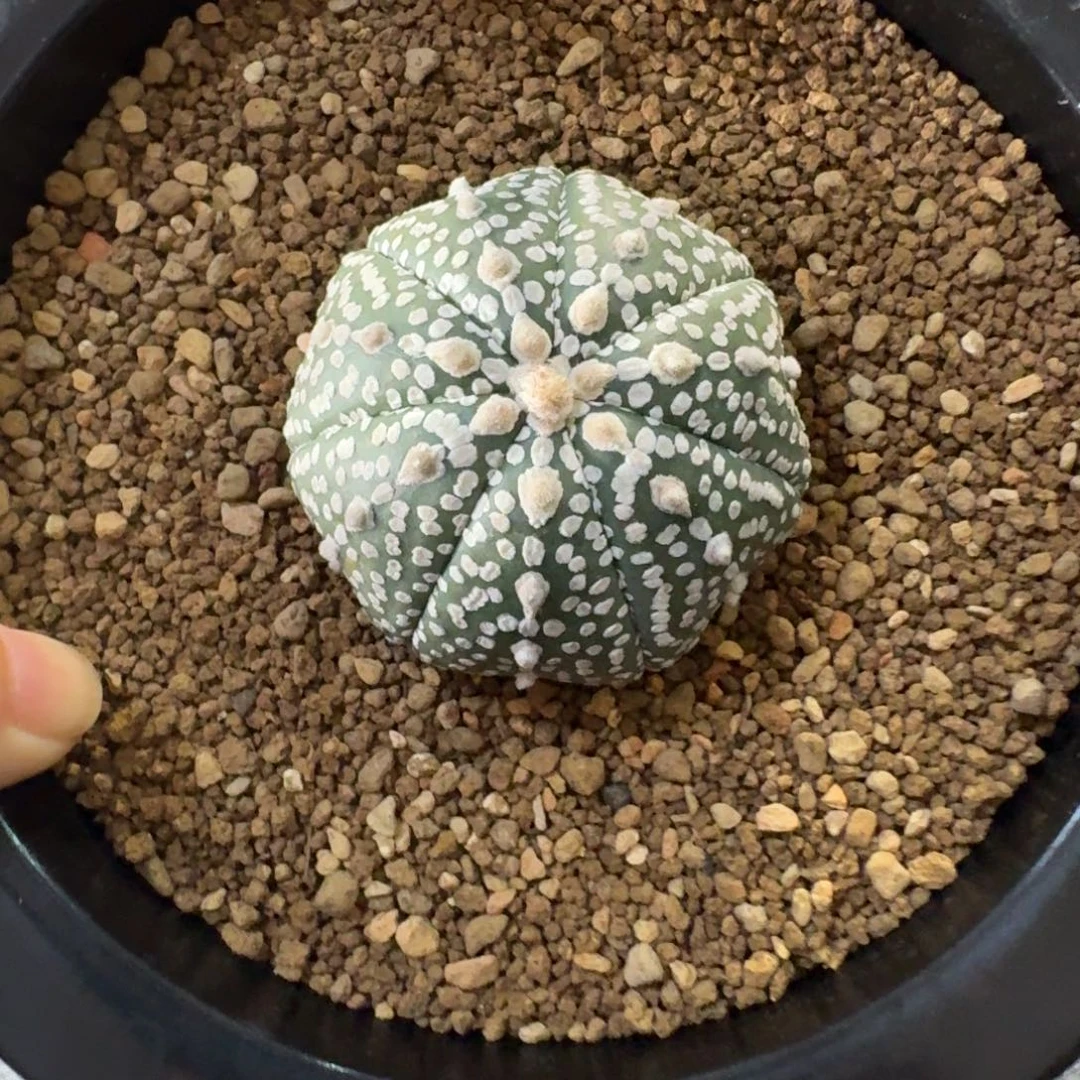 勉***鹏一星奇迹兜9号呵呵呵呵