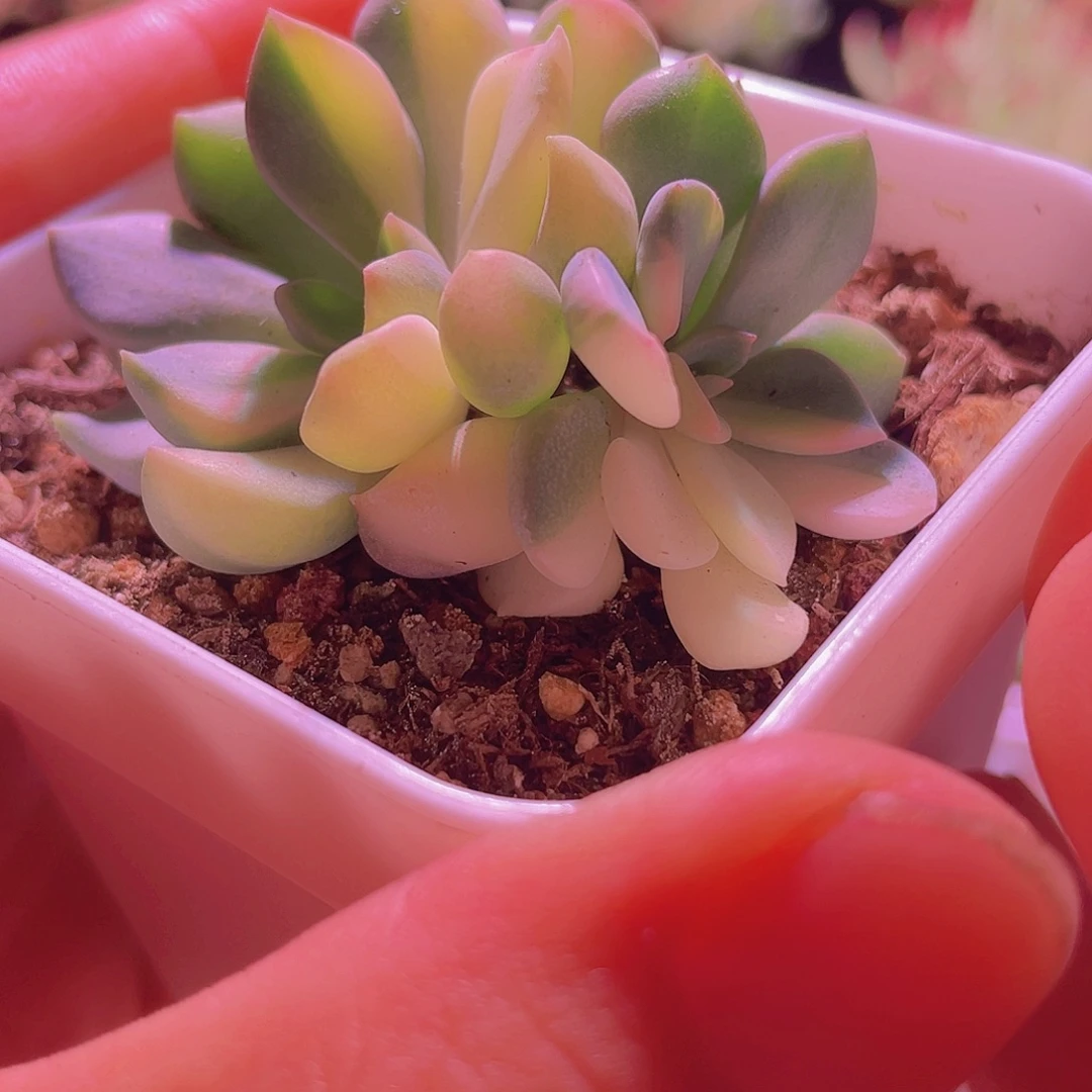 丘比特锦多头锦的