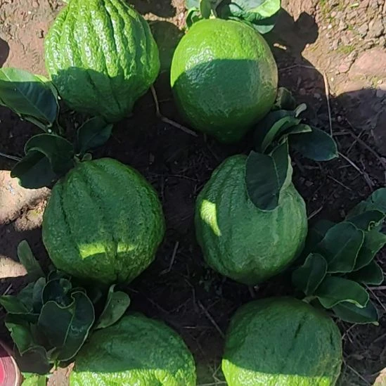 诸***师褚柑发嘎嘎嘎嘎嘎嘎嘎好