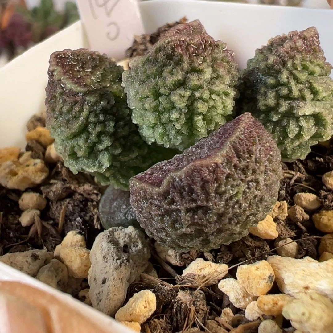 实生新品多肉植物水泡
