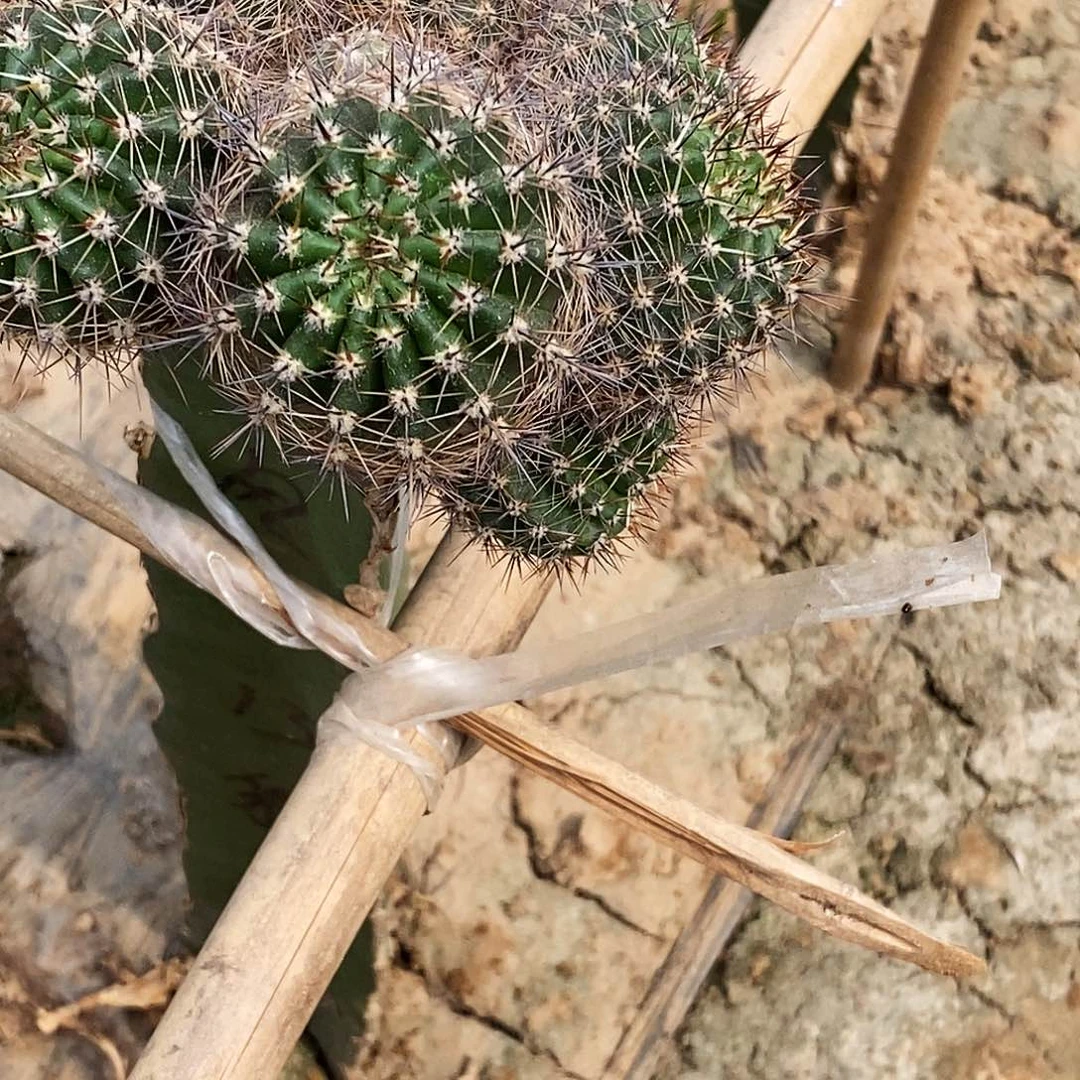y****人 彩风羽1号侧芽歪20包邮/4公分