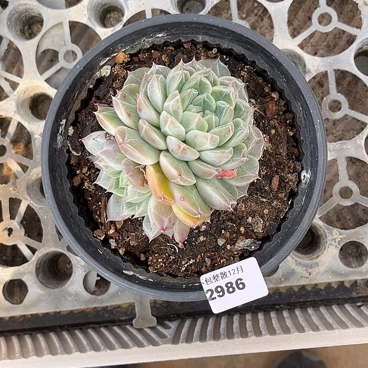阿雅园艺。      2986钻石珍妮
