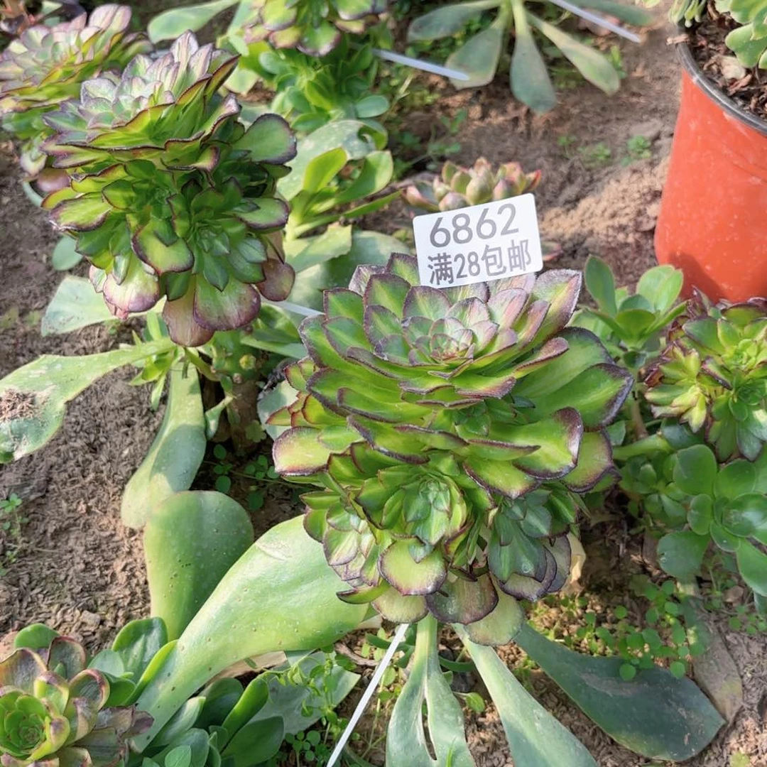 楊*V. 6862海王七彩多肉