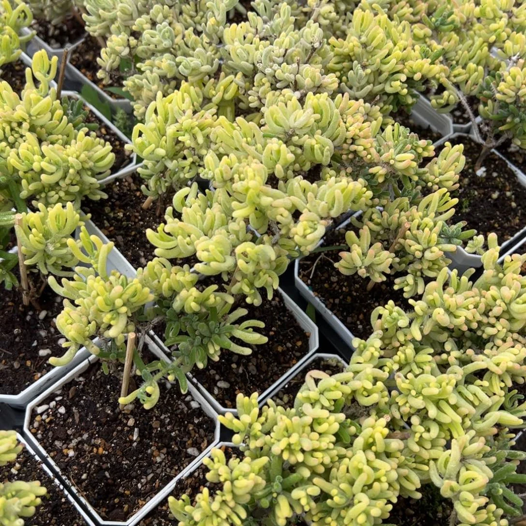 任意挑选莹光兔一盆