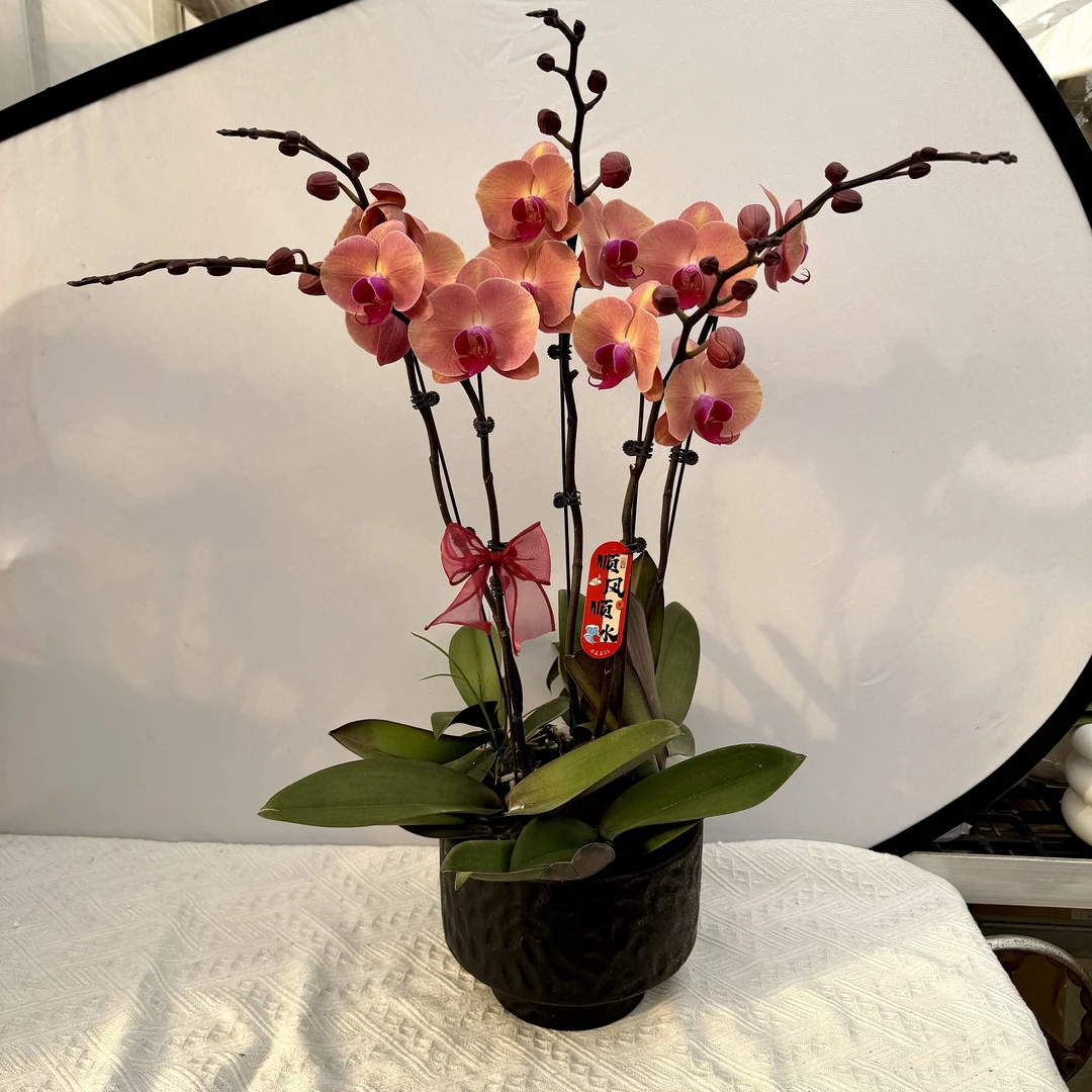 蝴蝶兰【欣欣向荣】稀有色系植株室内礼品花高端绿植花卉小众品种5