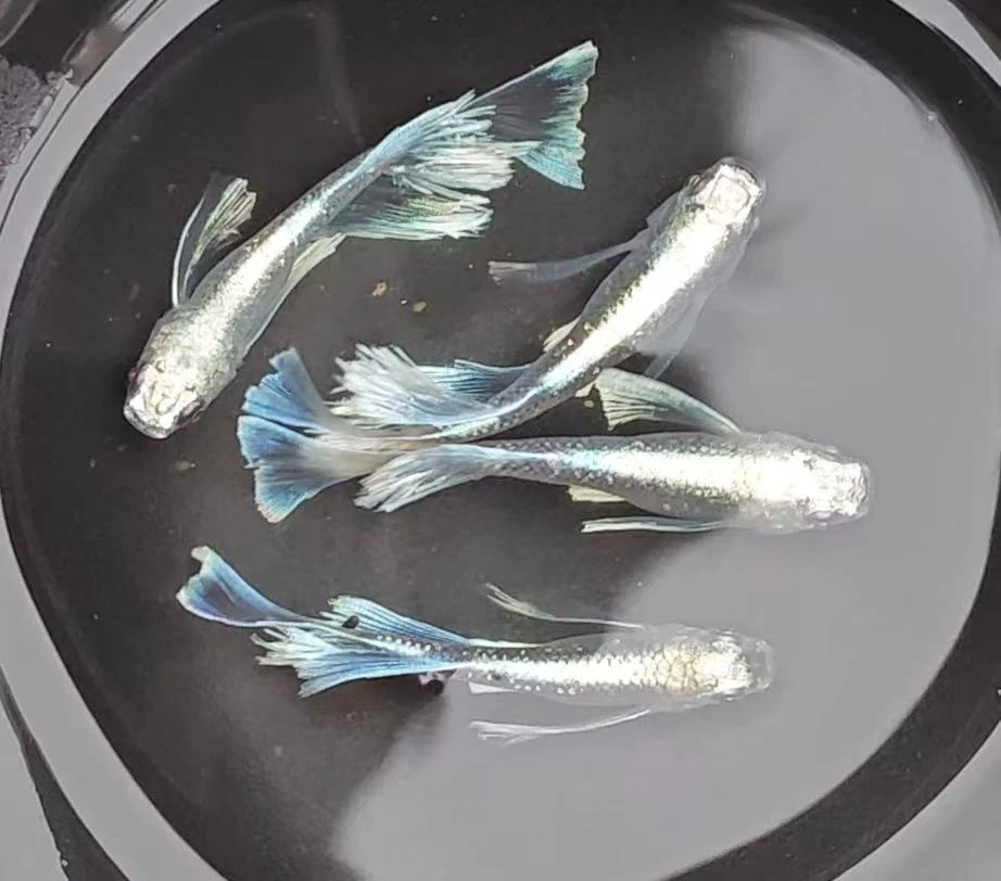 千与青鳉直播间2号