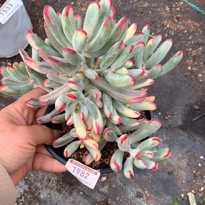 无花朵棒叶福娘锦1982