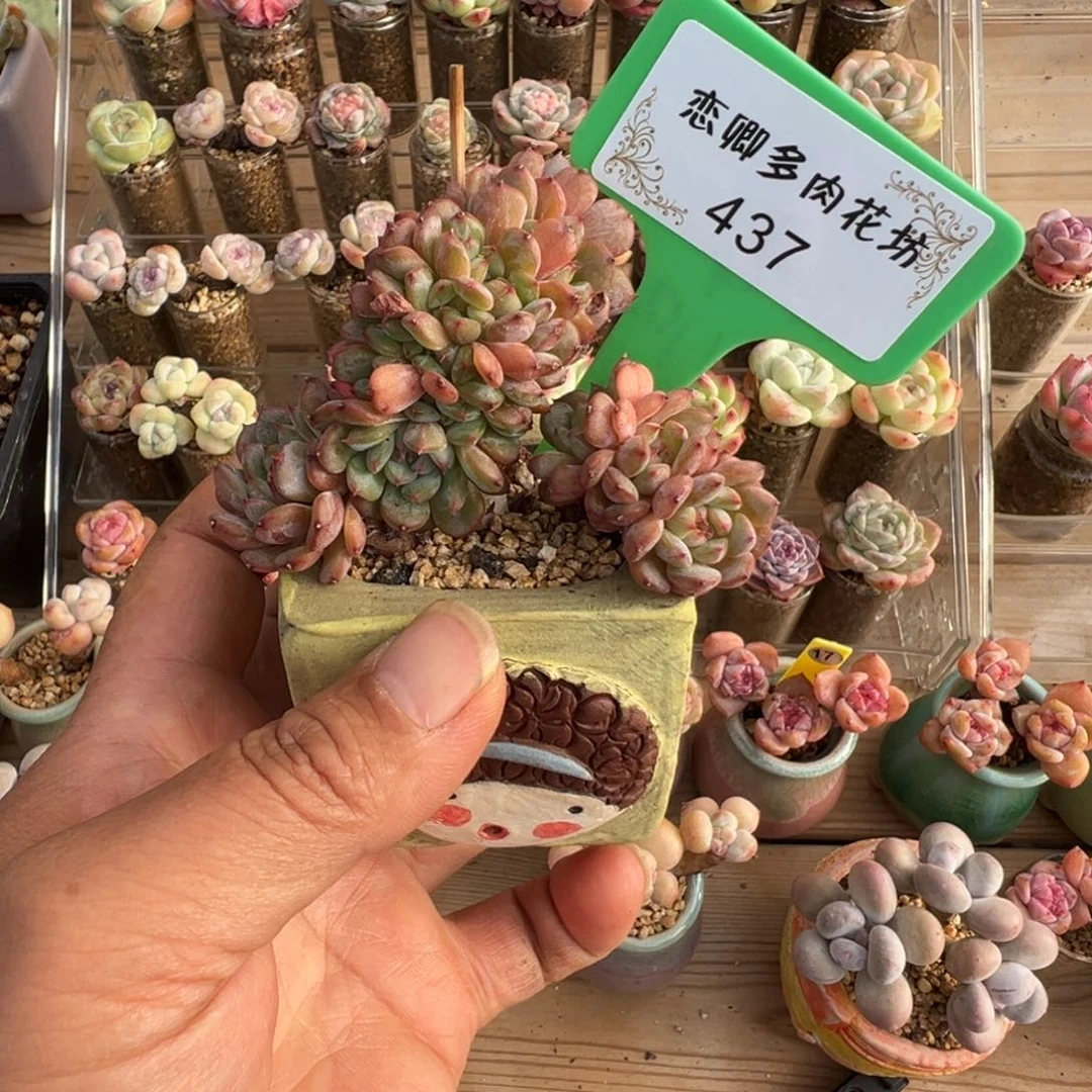 437白胖子缀老桩无砍