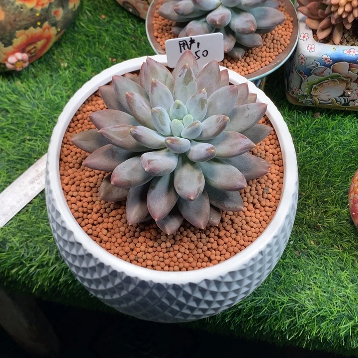 红胖体哥特萝莉大单头