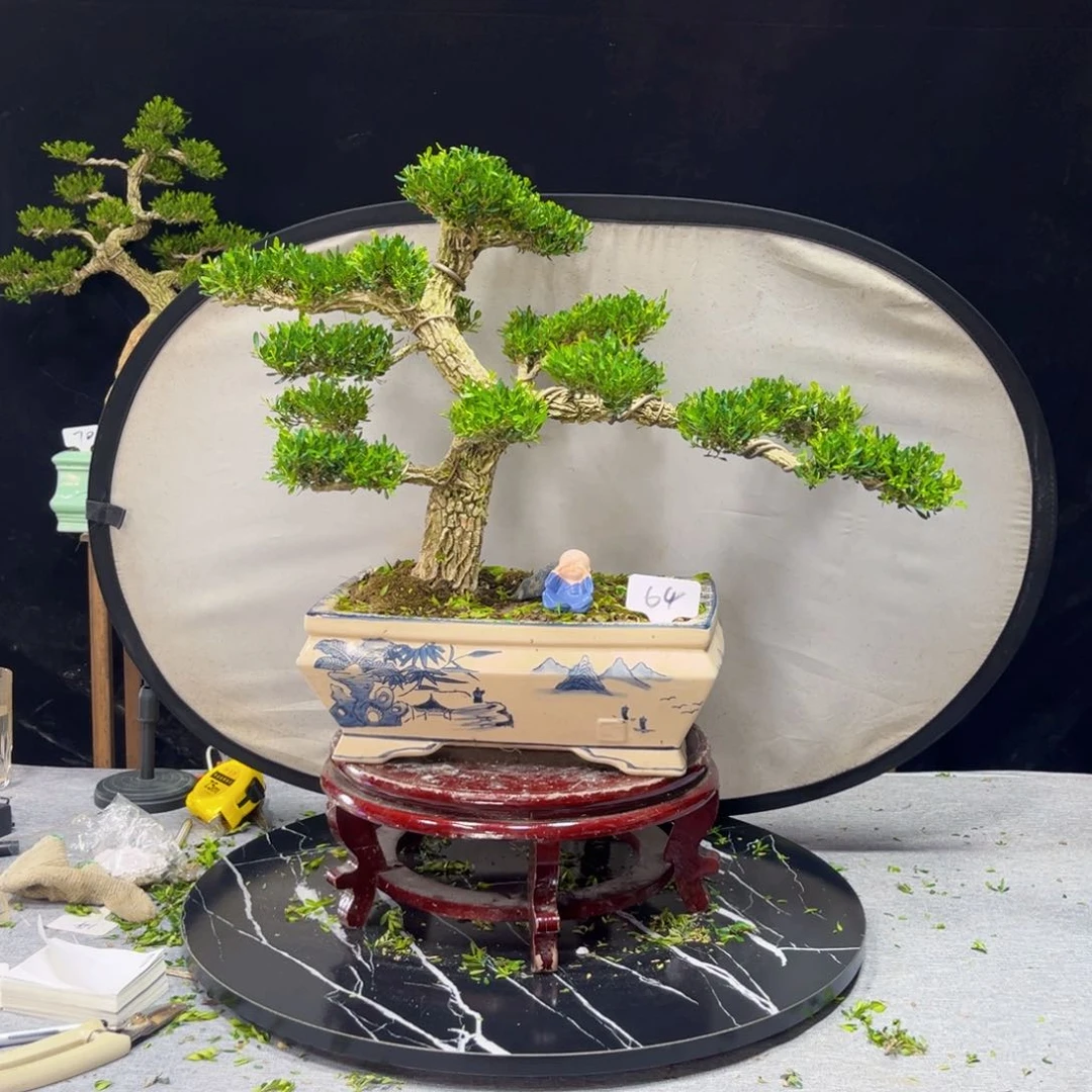 不开花植物广东皱皮黄杨盆景