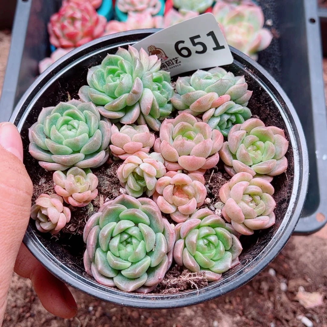 多肉植物多肉植物