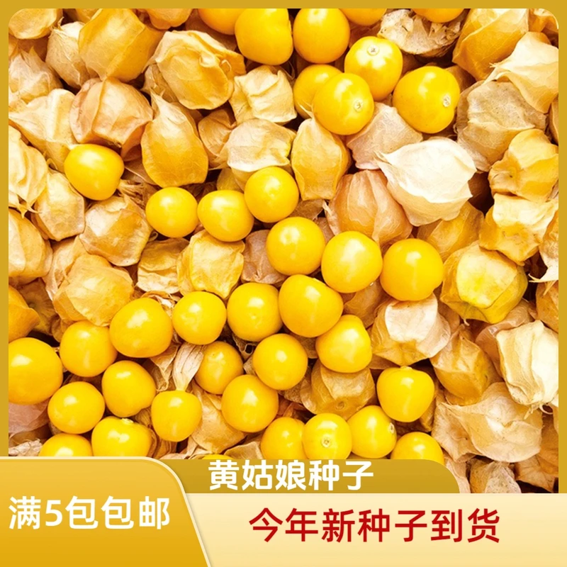 【全店满5元包邮】粒粒甜黄姑娘种子浆果黄菇娘种子皮薄肉厚甜度