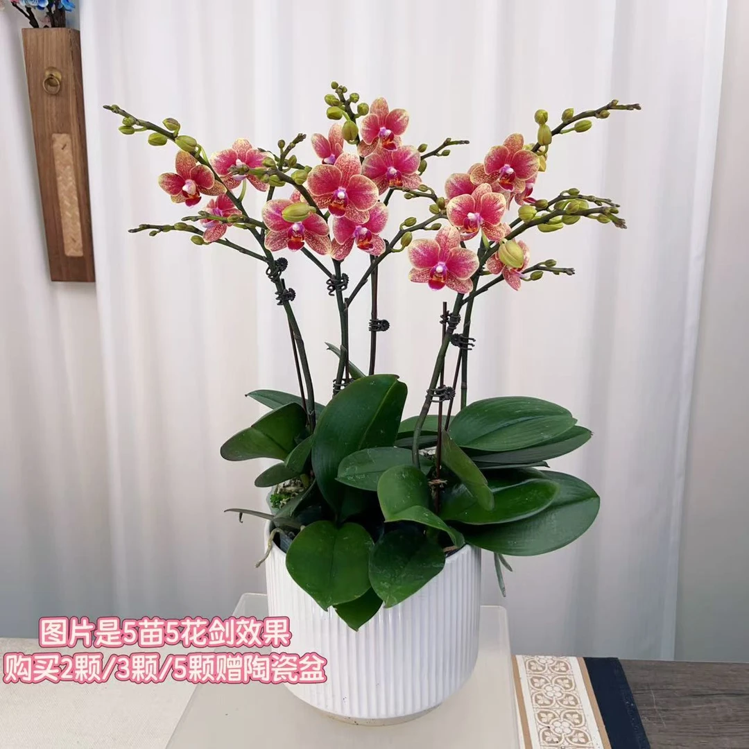 九仙嶂【金蝶01】爆款高端蝴蝶兰室内花卉