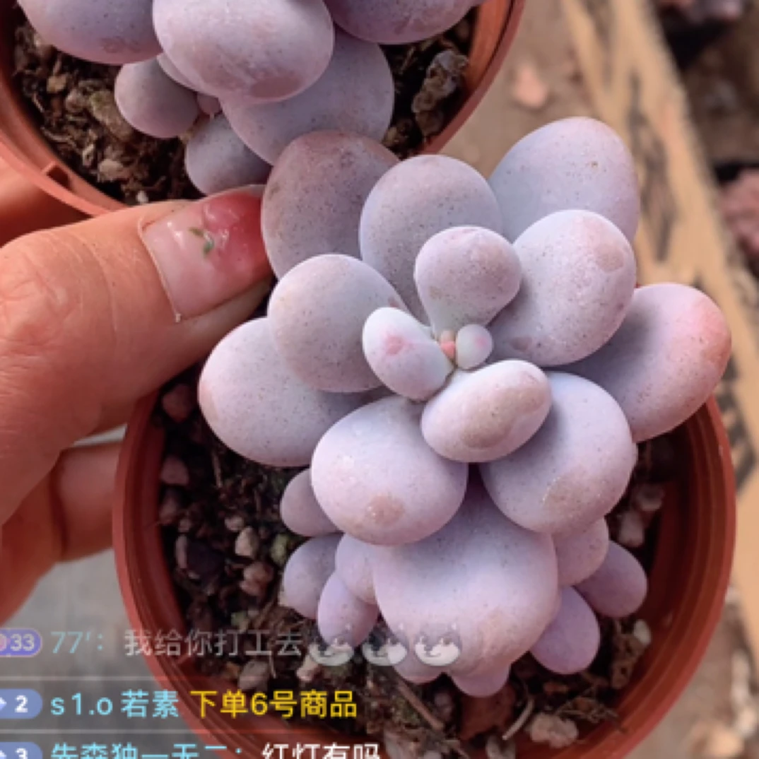 （1颗包邮）奶酪 多肉植物 4-5cm 数量有限