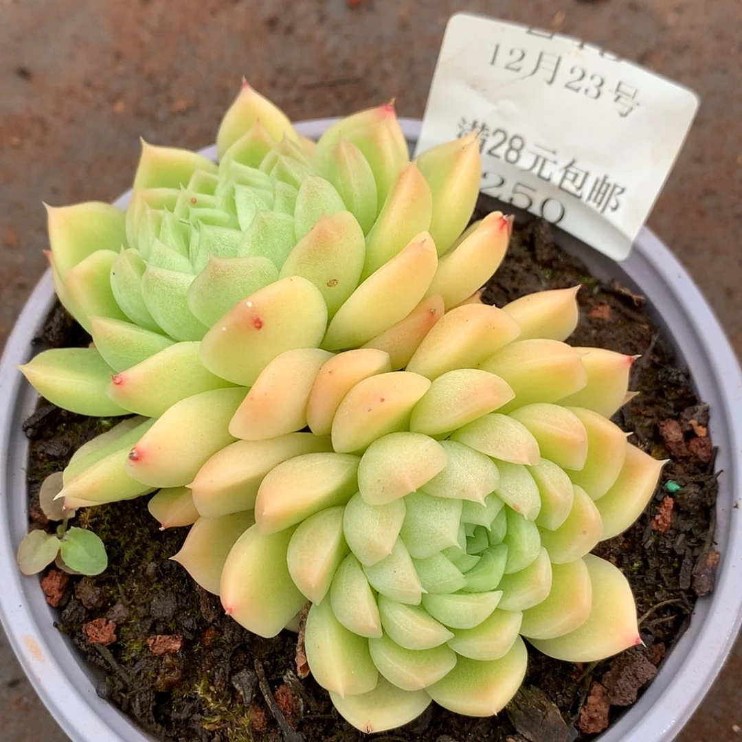【闪购商品】云250号