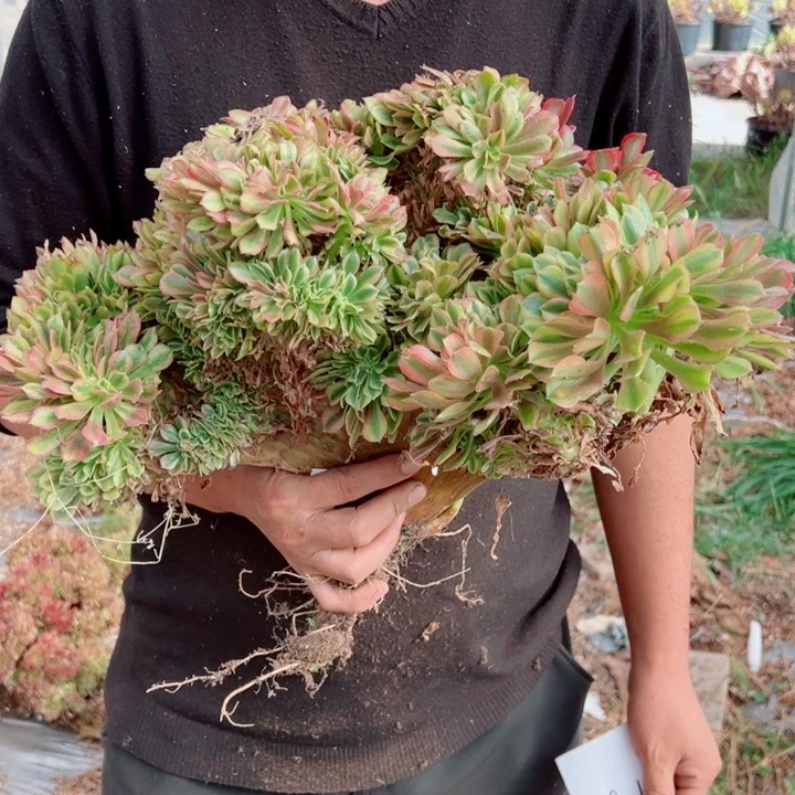 红袖醉话48号多肉法师