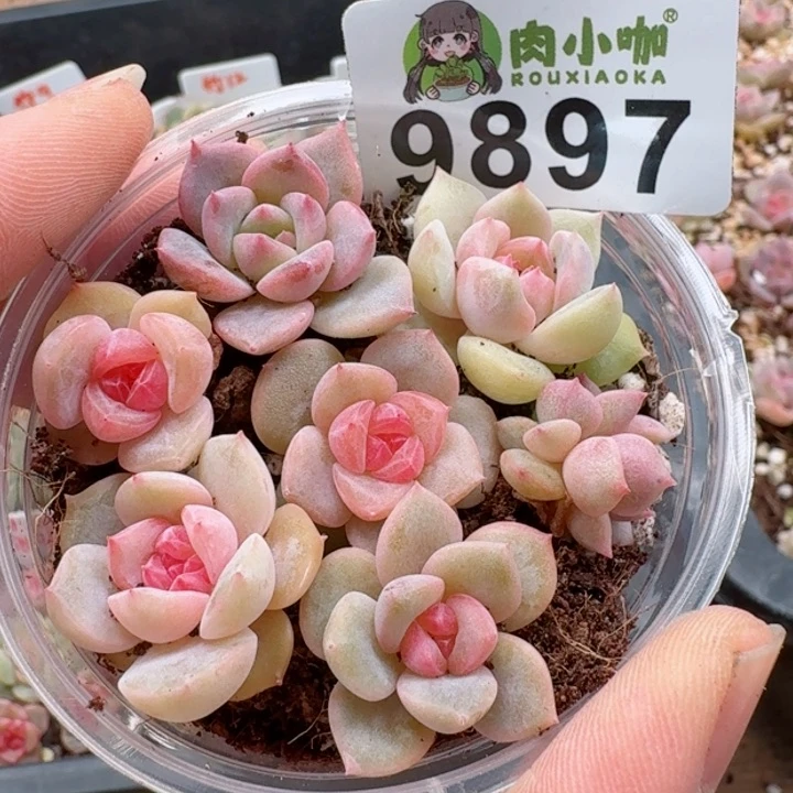 多肉植物多肉植物