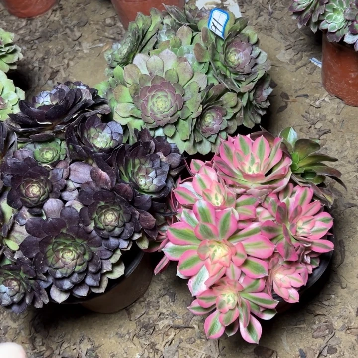 多肉植物断枝不包91