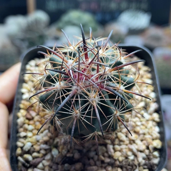 琥爪玉       折后价