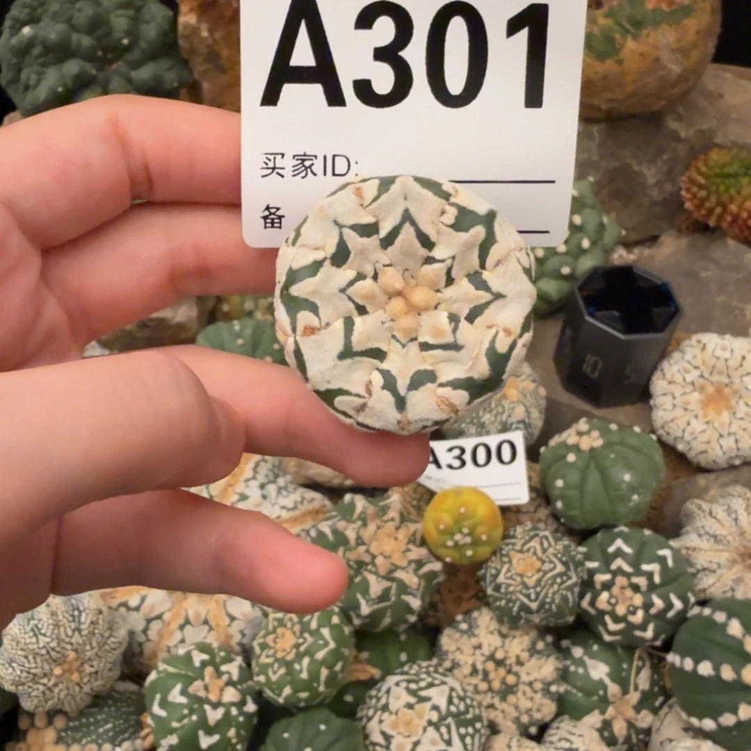 琉璃v兜哈哈哈哈哈