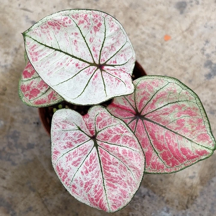 19-1225彩叶芋广东现货