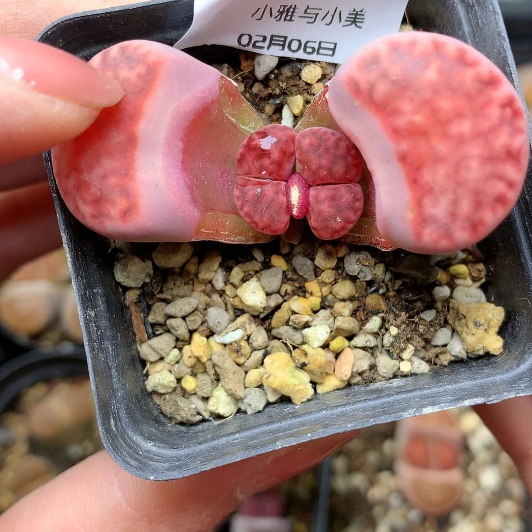 B68多肉植物保护研究所