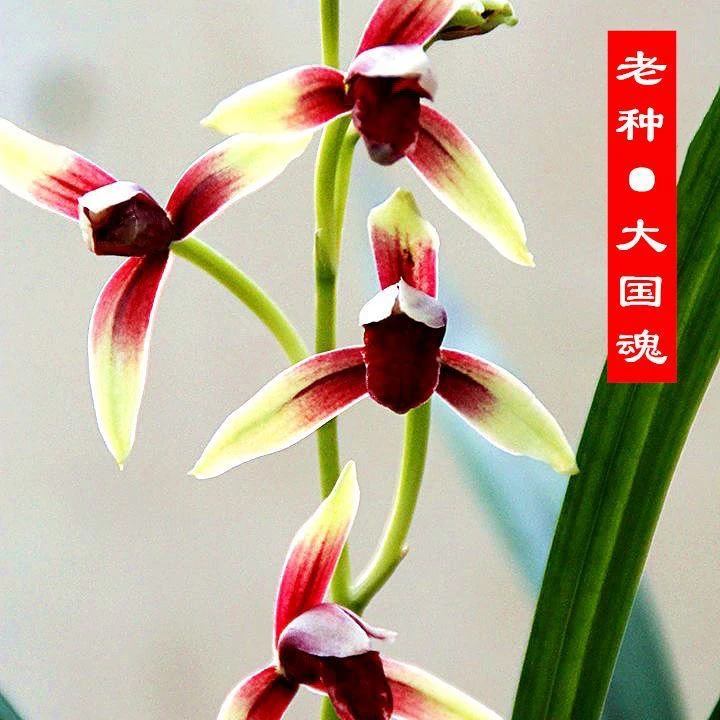 建兰 国魂 2苗连体特壮苗脱盆裸根发货