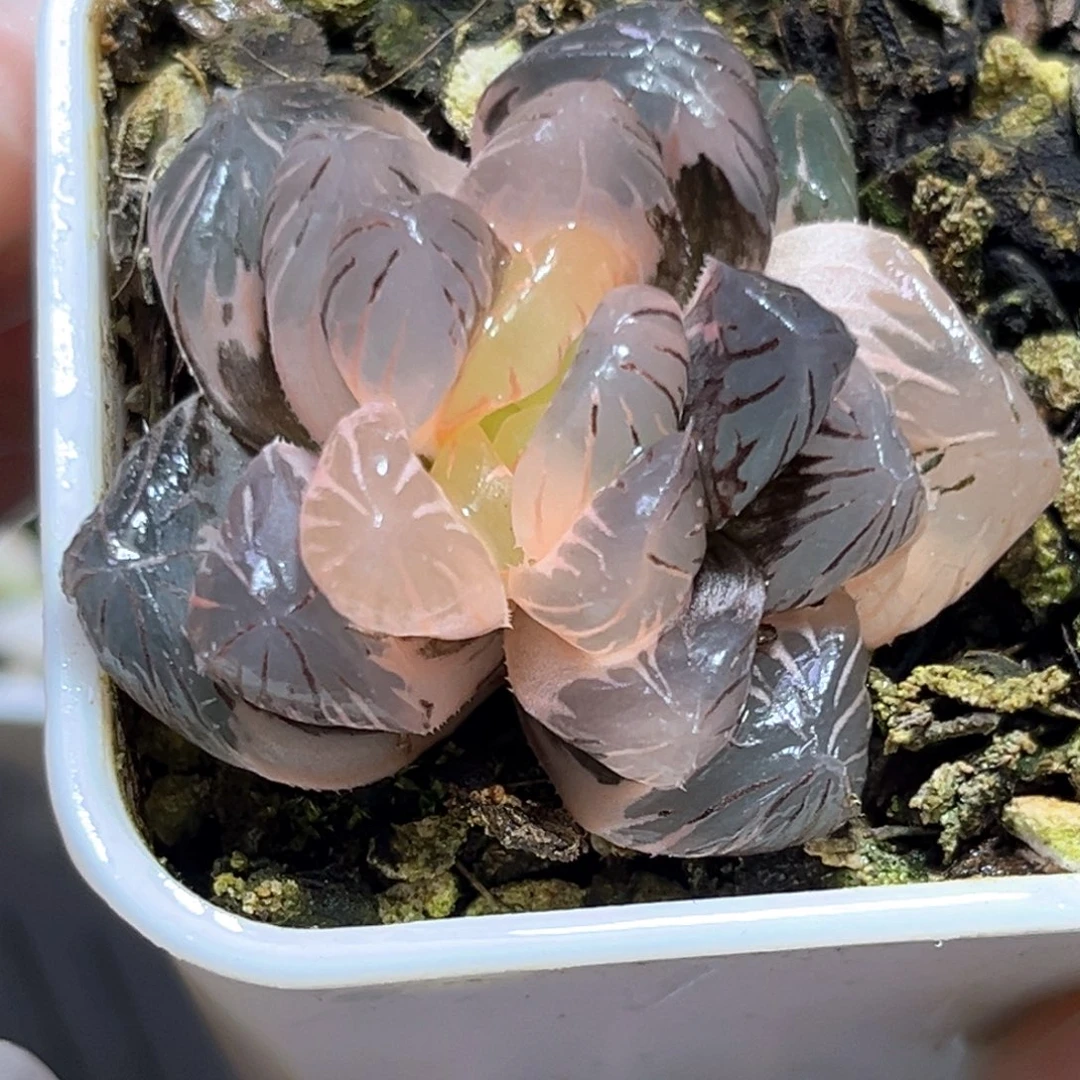 恭喜发财大吉大利4600