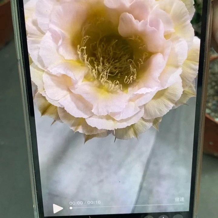 香香526侧芽5公分左右