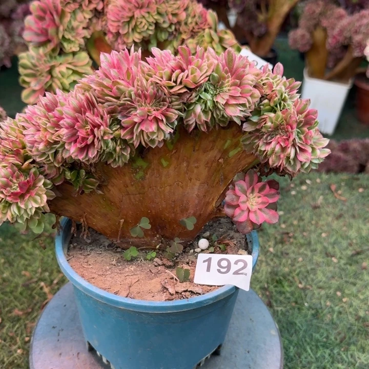 荔枝法师锦你提供192